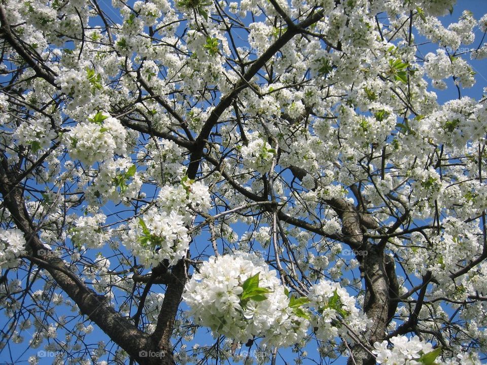 Cherry tree springtime