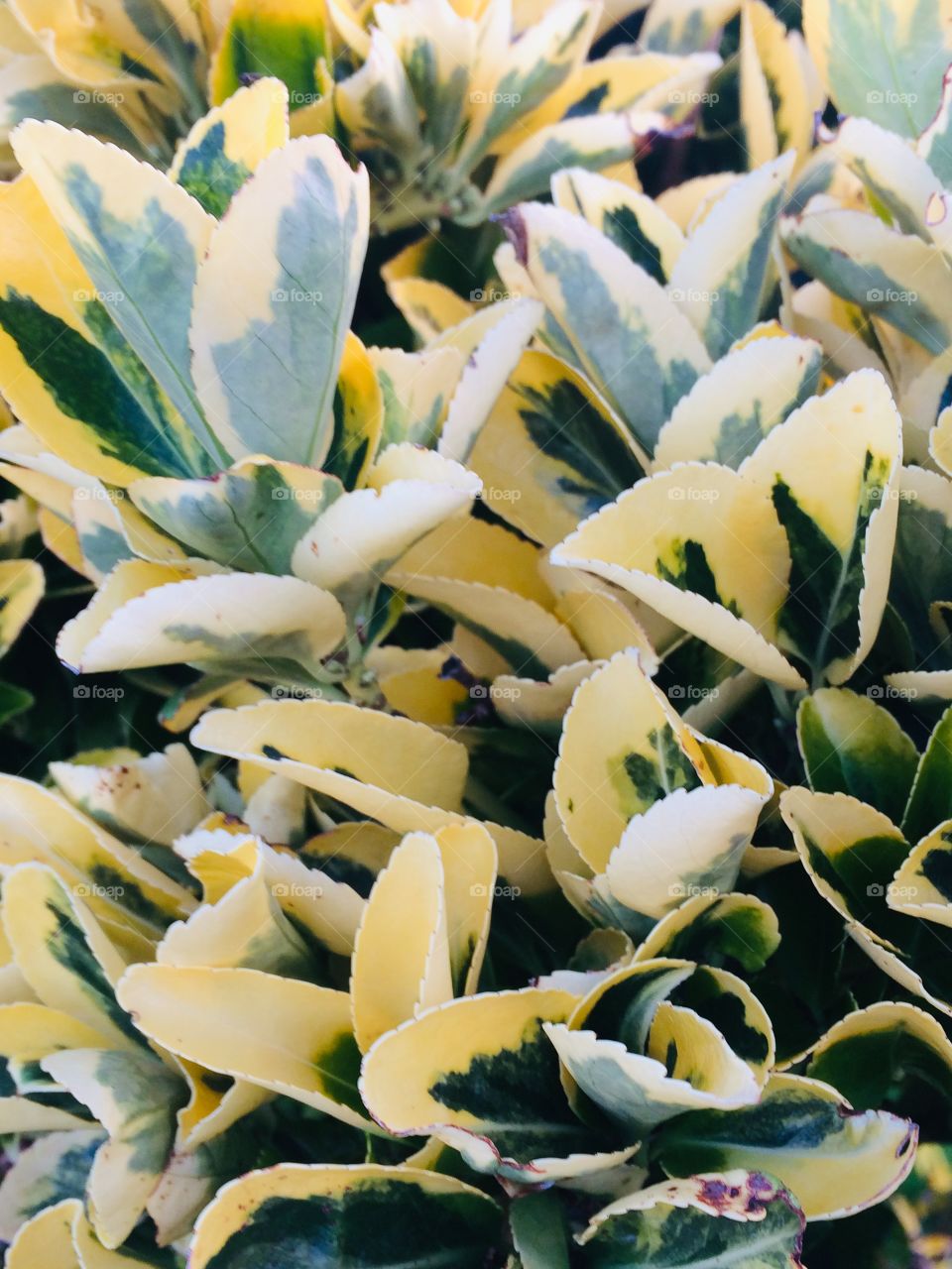 Leaves close up