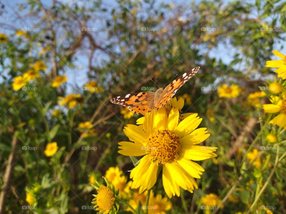 Yellow flower butterfly