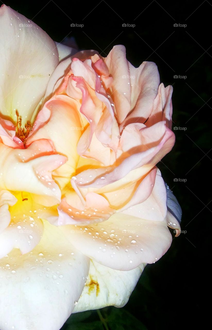 Rose with creamy, carnation, lemonade and french rose pink all together in perfect amalgamation. Delightful to eyes to see such layers of beauty embellished with drizzle of rain droplet.