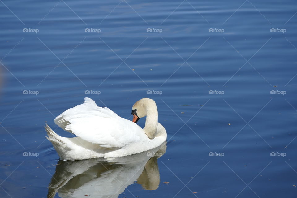 Swan
