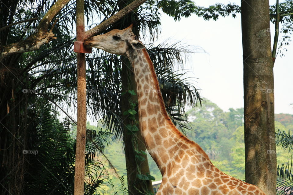 A giraffe licks a salt block.