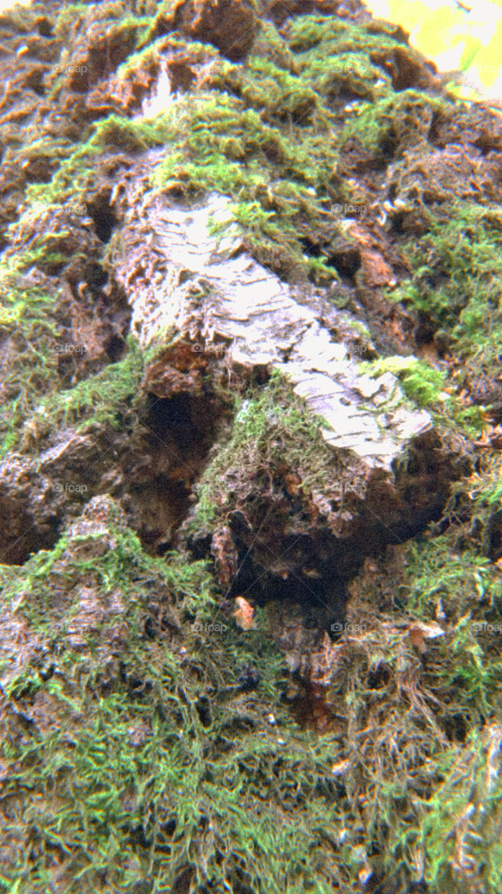 Tree trunk