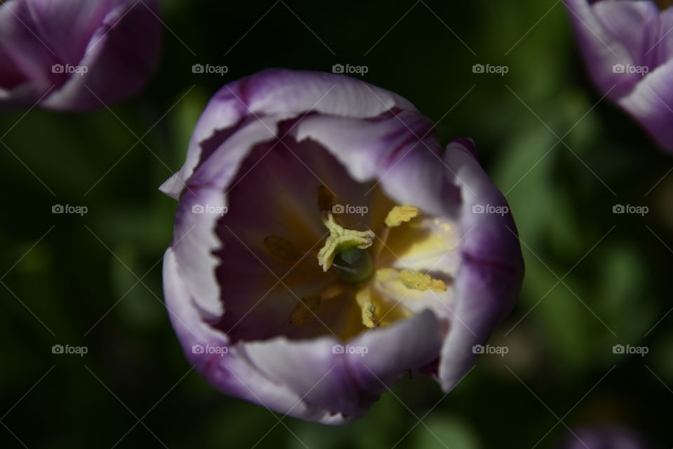 Jardín botánico, Madrid