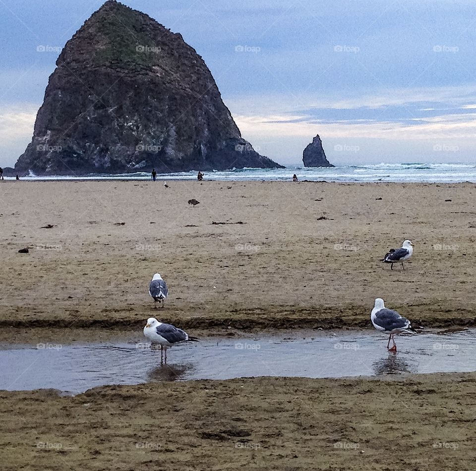 Seashore, Water, Beach, Sea, Ocean