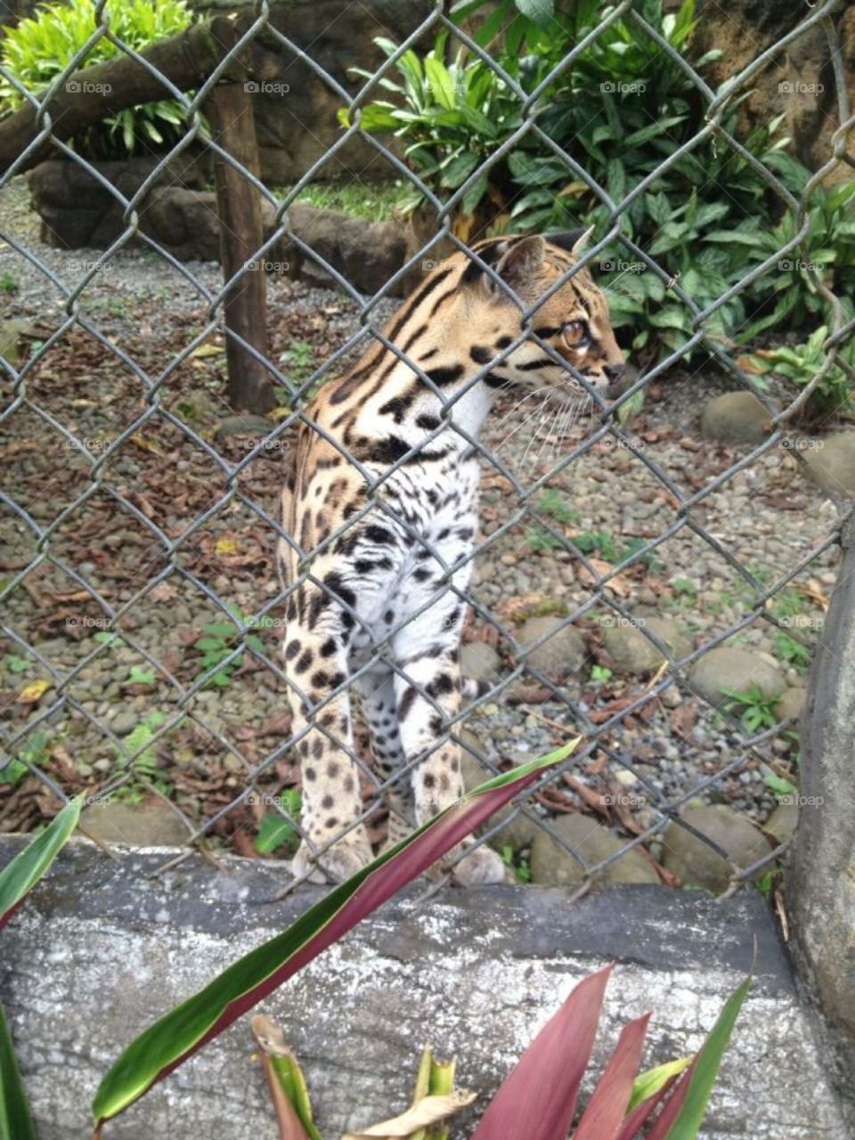 The Life and Times of Nepal Zoo