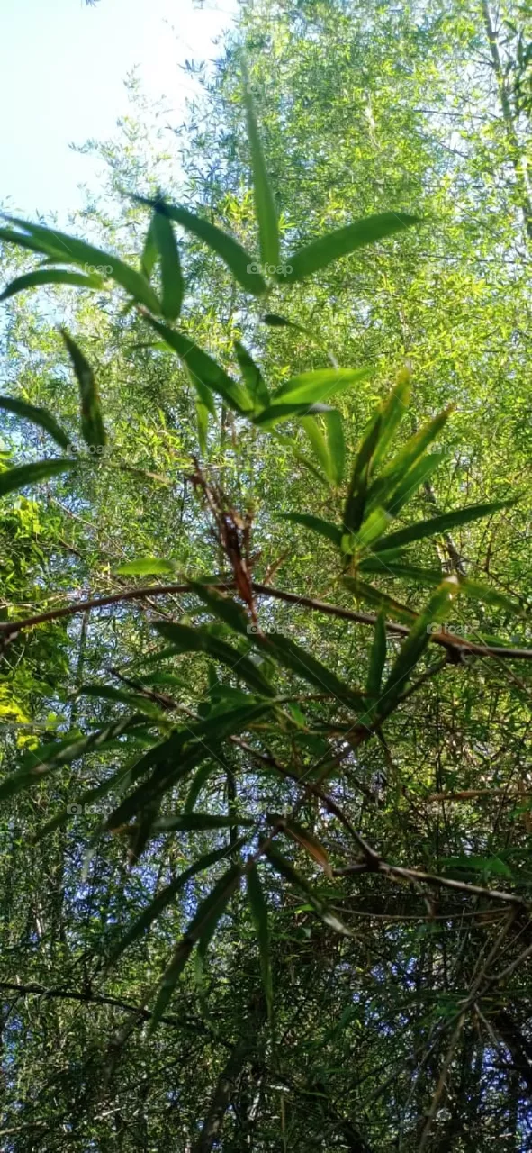 green bamboos
