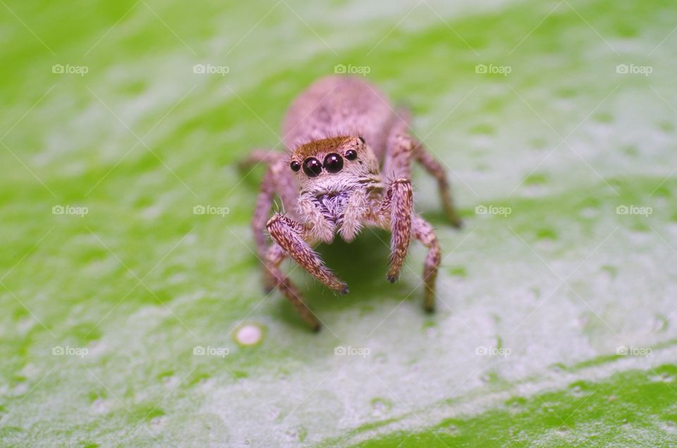 Jumping spider