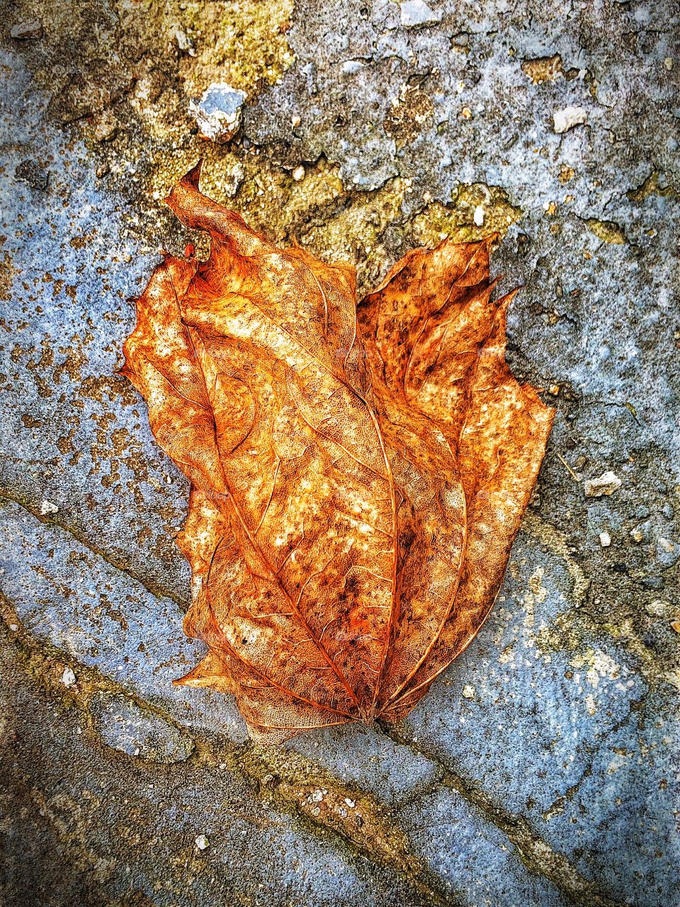 Autumnal leaf in the middle of winter....