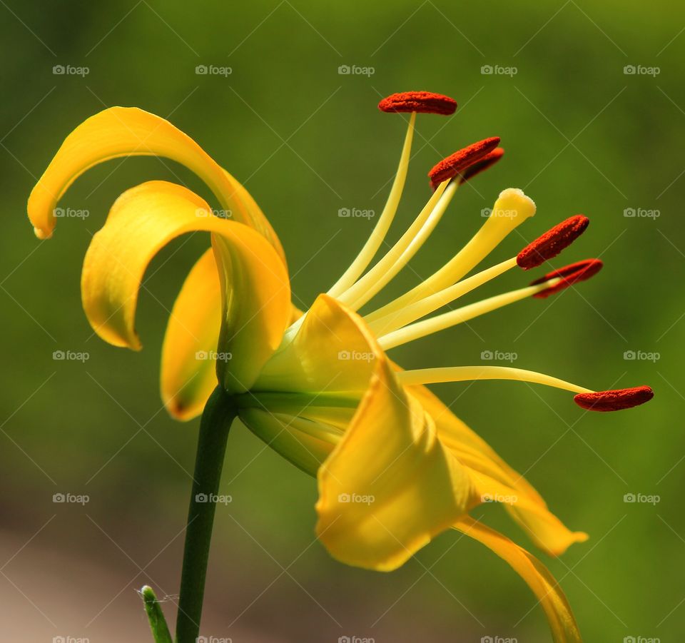 Close-up of yellow flower