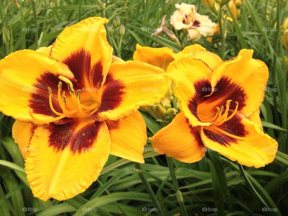 Daylily