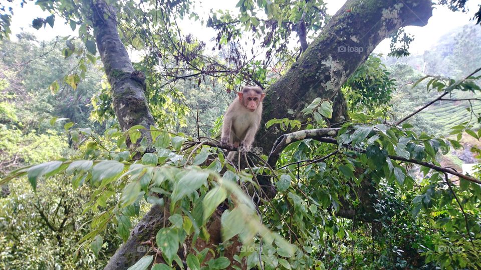 Monkey on a tree green forest view