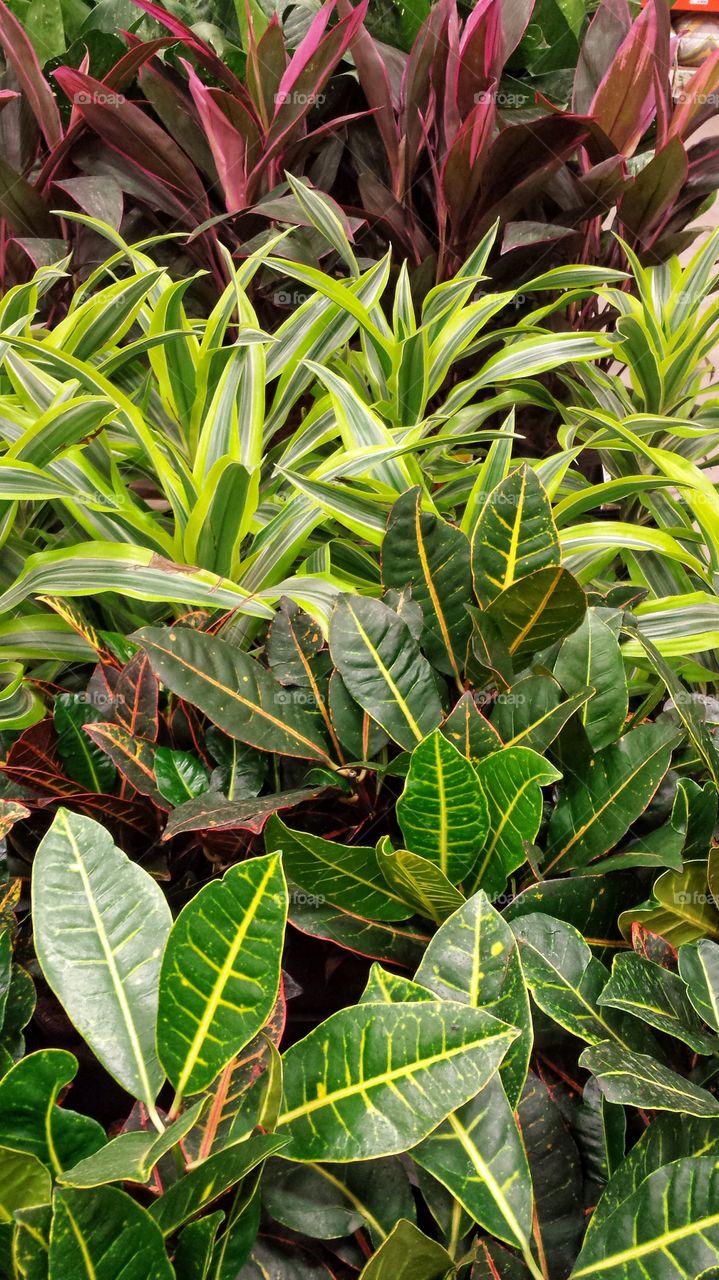 Close-up of a plant leaves