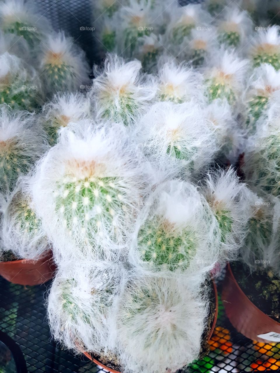 Decorative cactus