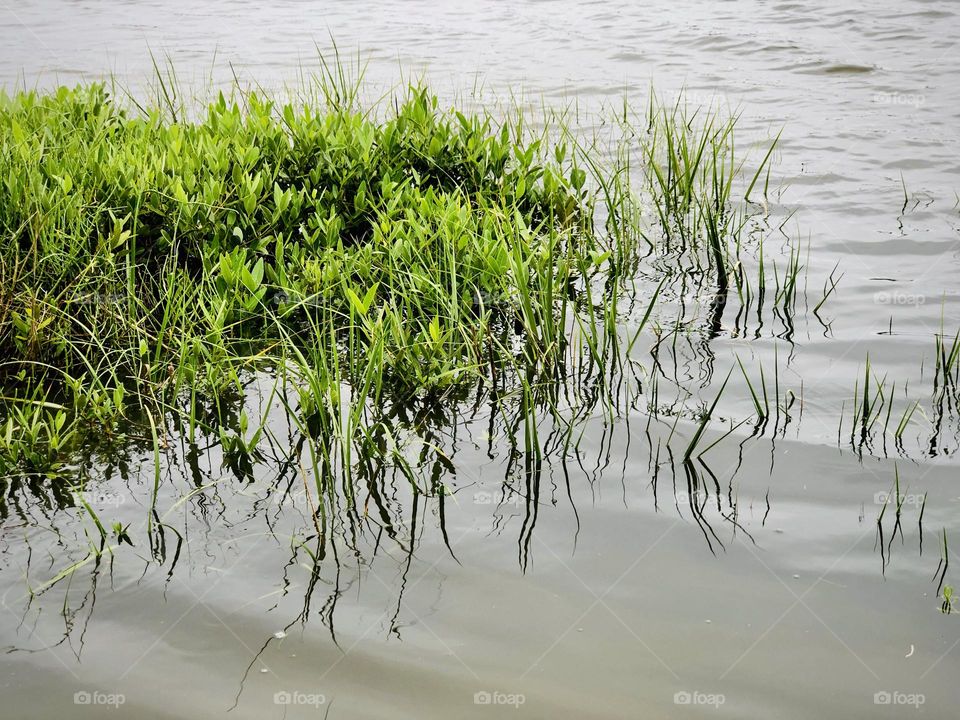 Marsh grasses submerge and re-emerge with the tides everyday. Green grasses casting reflections and shadows on shallow bayou backwaters with gentle waves