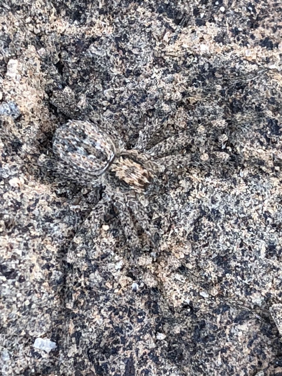 Spider camouflaged on a rock