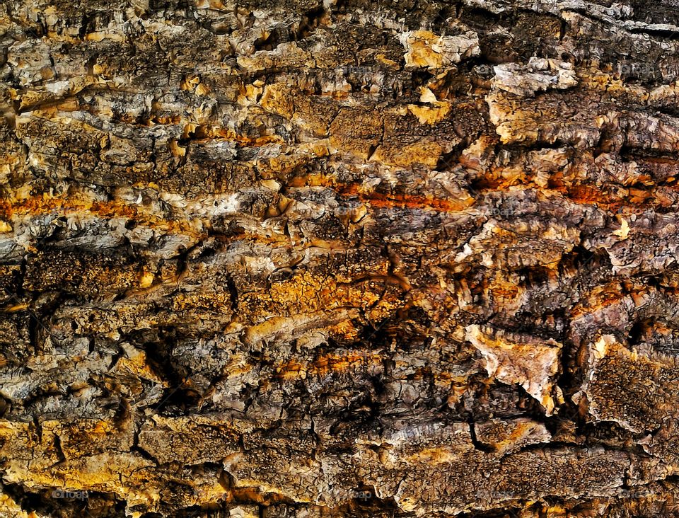 rough texture of the bark of a tree