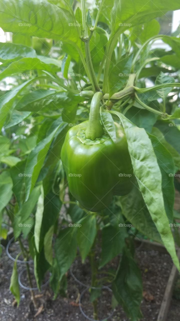 green bell pepper on vine