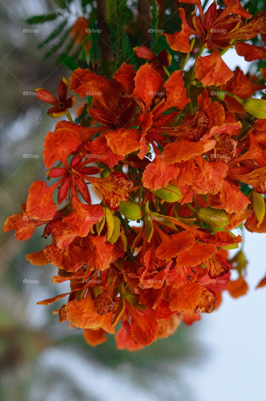 Bunch of red flowers very Beautiful