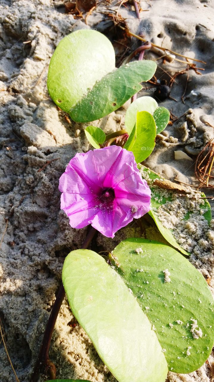 Flower on the beach
