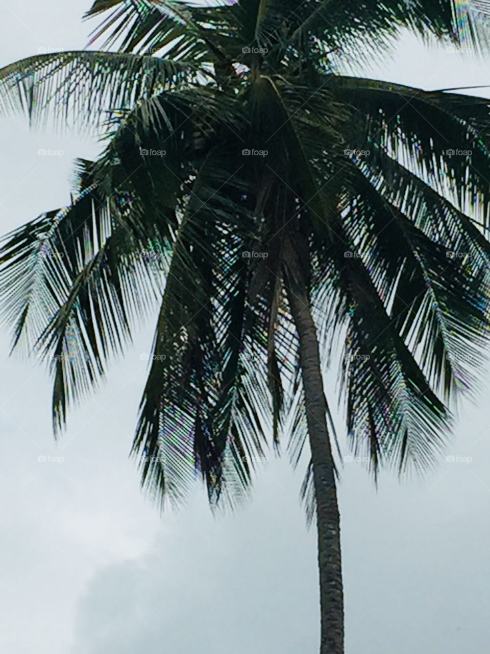 Coconut tree:which gives plenty of advantages🌴🌴🌴🌴