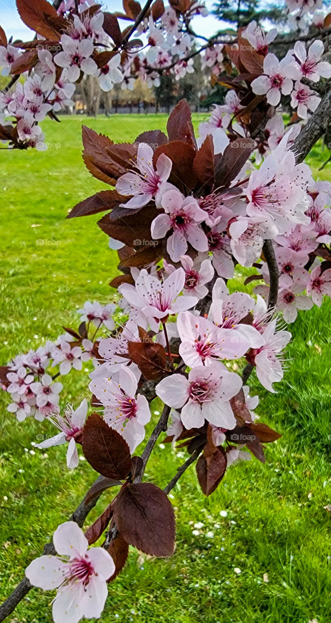 spring has sprung in Italy