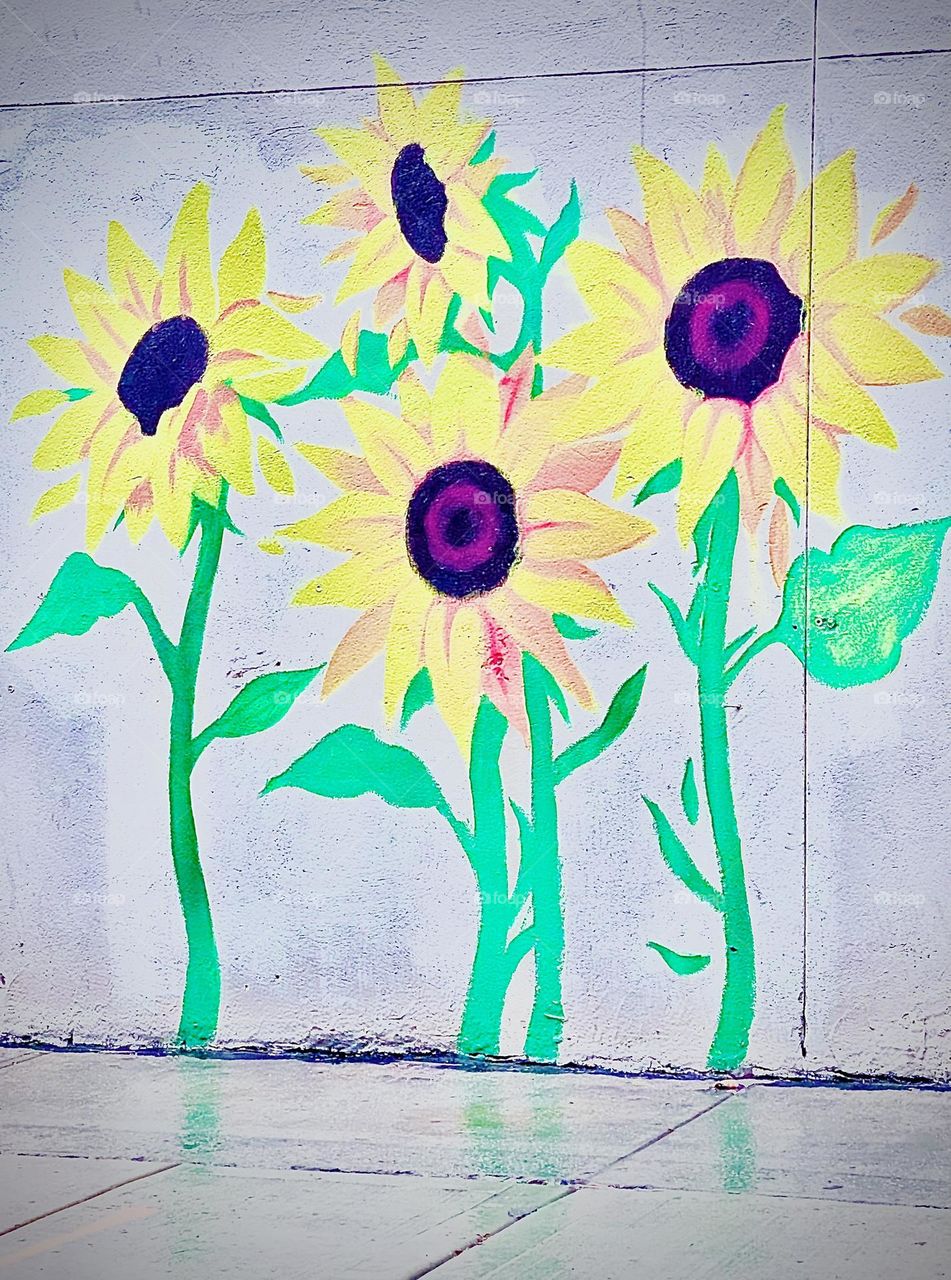 Three sunflowers on a city wall in Fort Greene, Brooklyn, New York as seen from underneath an awning nearby to which we fled to stay out of the rain one day in September of 2021. Hypnotic Productions
