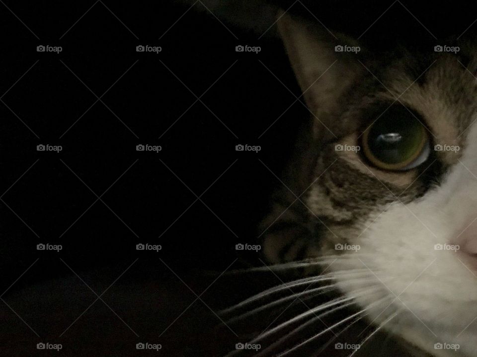 Busted!! Cat is hiding under the cover.