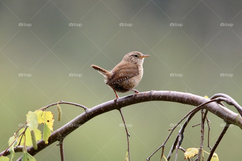 Wren