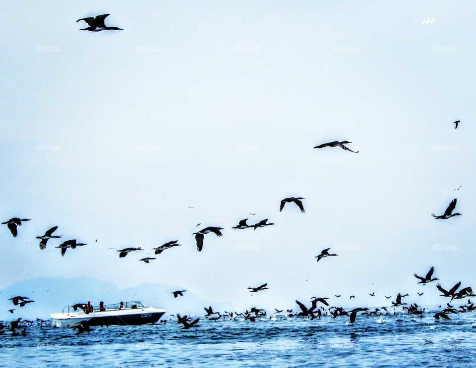 A flock of seagulls were swimming in the blue sea and flying in the  blue sky together, how wonderful landscape this was! plus the people on the yacht enjoyed this beautiful scenery. it's very great.