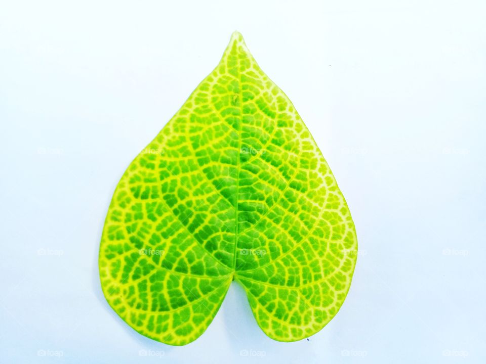 Leaf fresh with green color combination yellow color