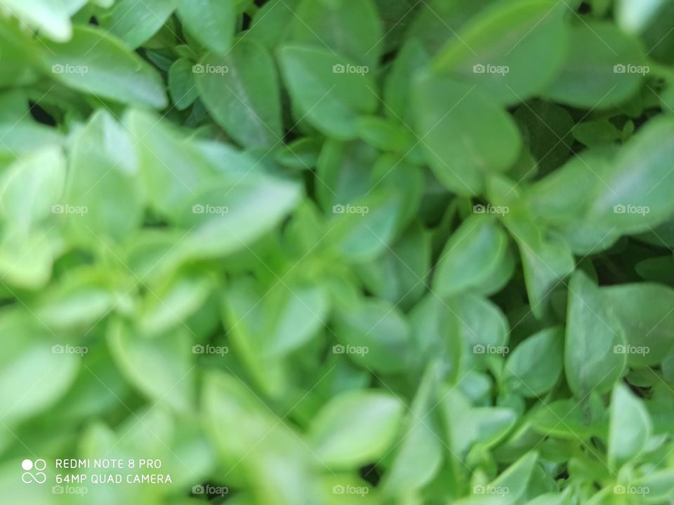 Sweet-smelling basil