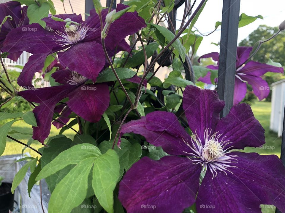 Clematis 