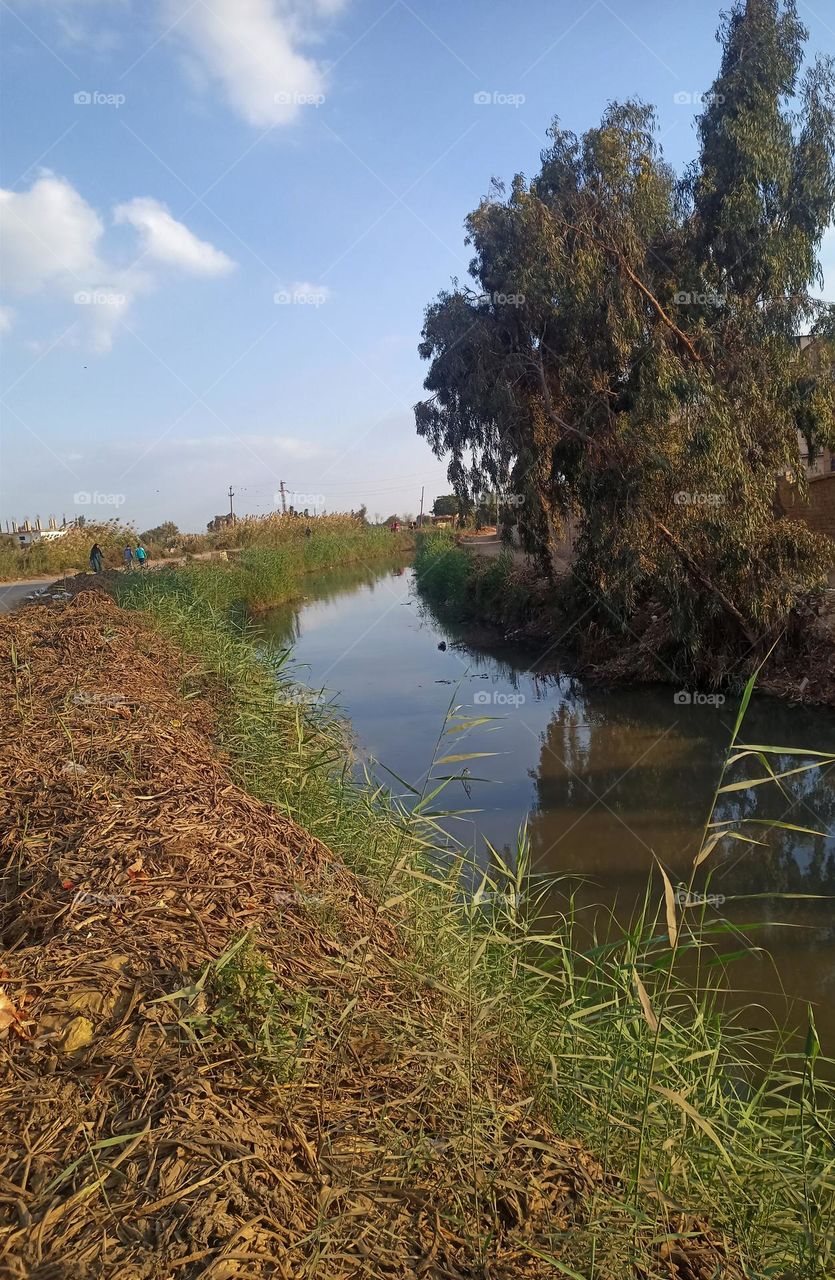 grass , water ,  tree , sky , shadow of  sky in the water 💦 ❤️🙈💥  water between tree look wonderful 😍👍