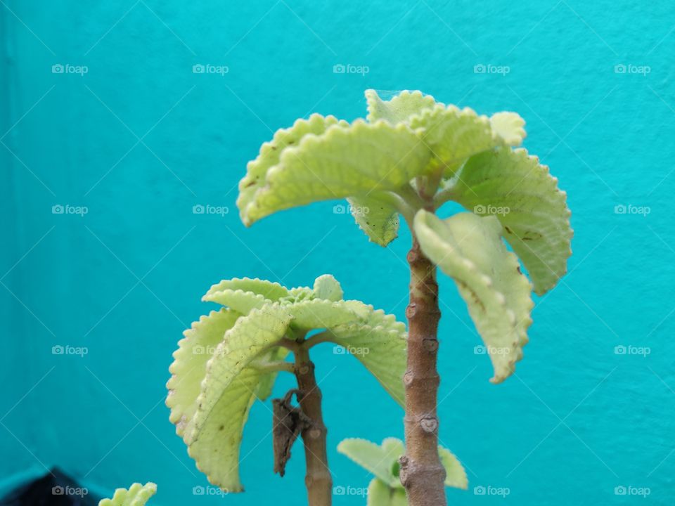 ayurvedic plant