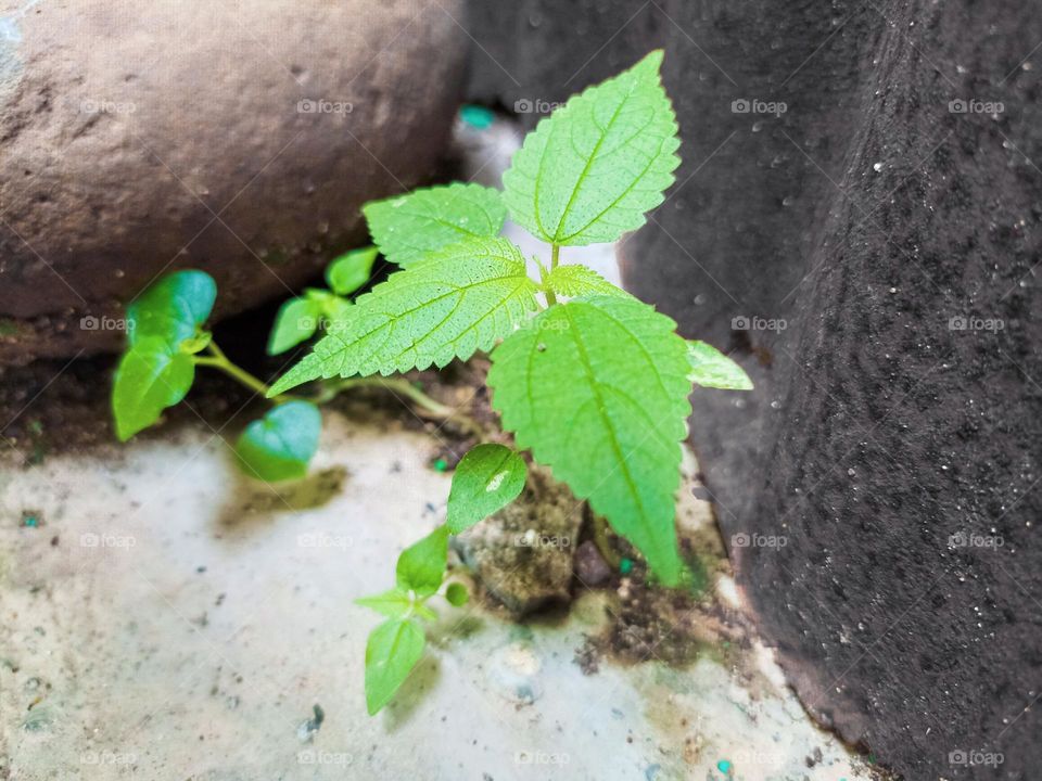 A close-up of a photo that captures the essence of resilience and growth amidst adversity. A young plant with bright green leaves grows between two large dark rock faces