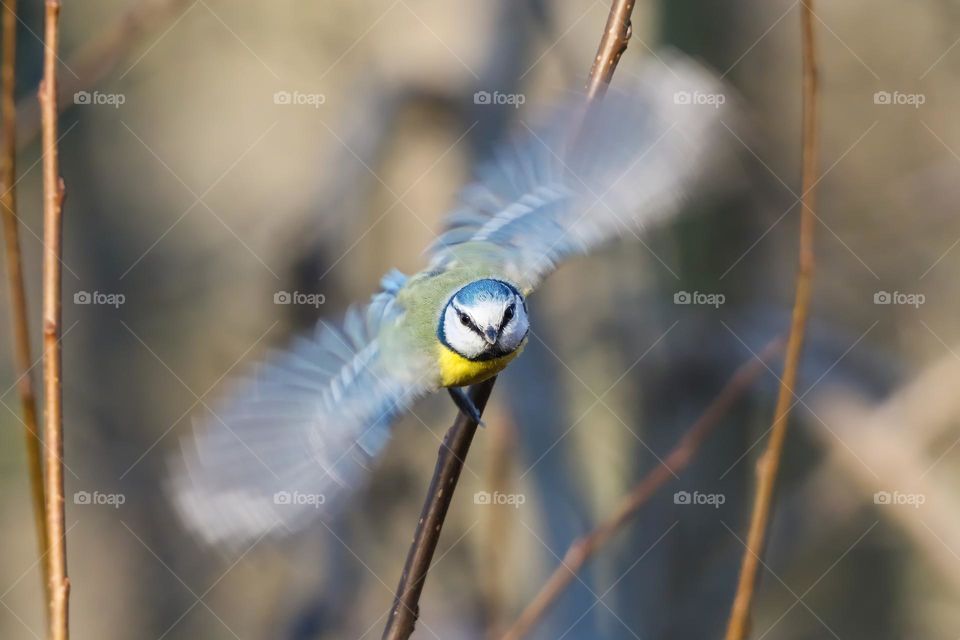 Bluetit in motion