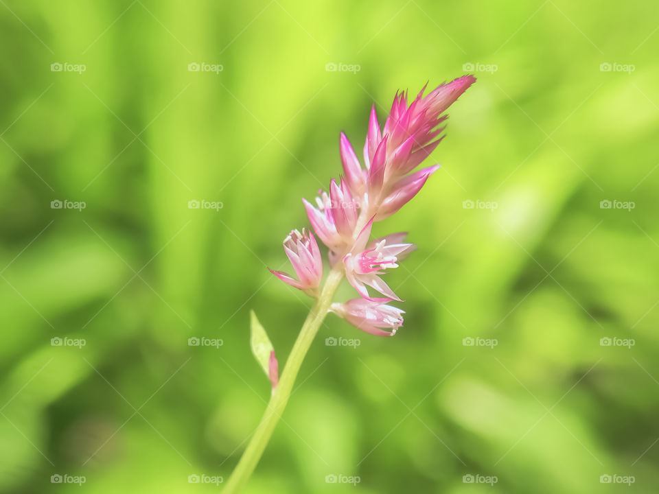 Purple flowers