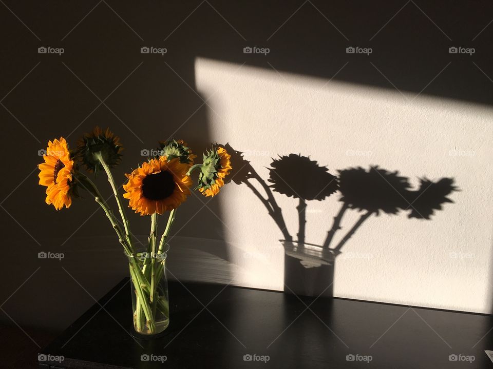 Shade flowers 
