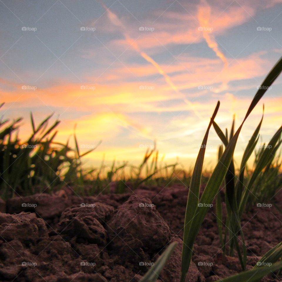 Wheat field