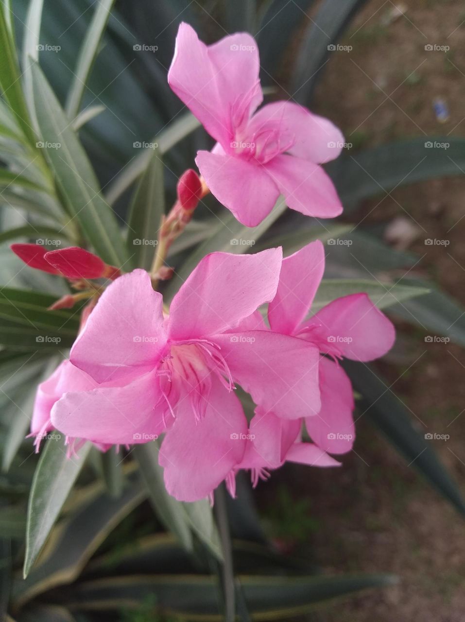 pink flower seasonal fresh shurb small size looks very beautiful generally found everywhere