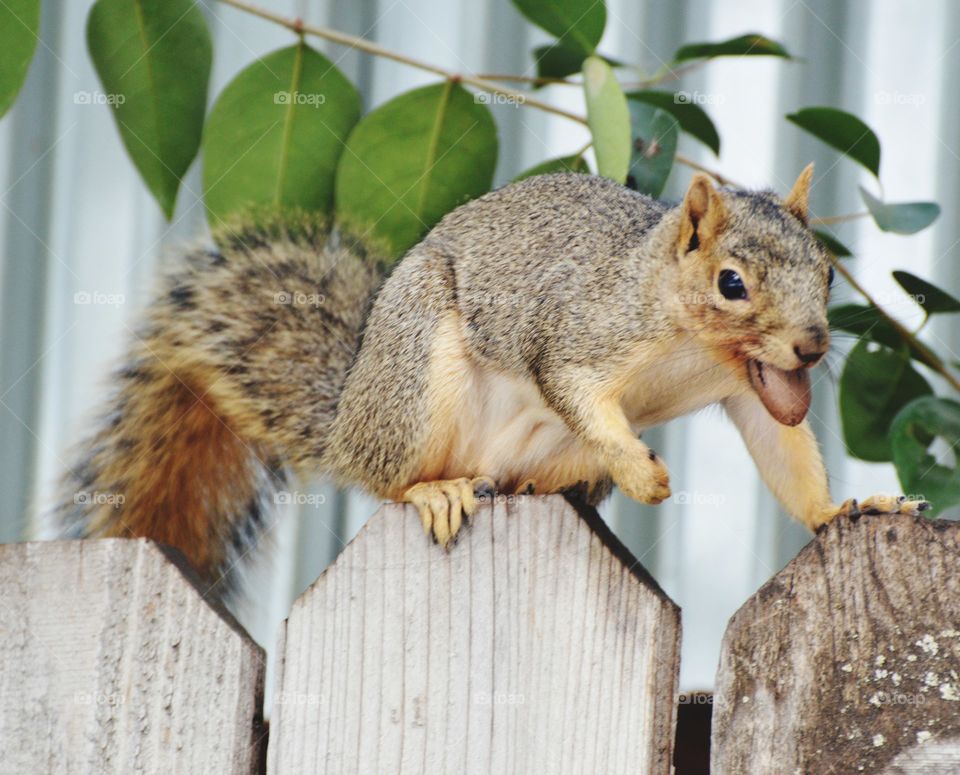 squirrel on a  fence