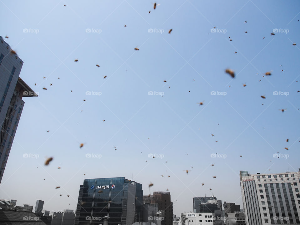 Bees flying in the sky in urban Seoul