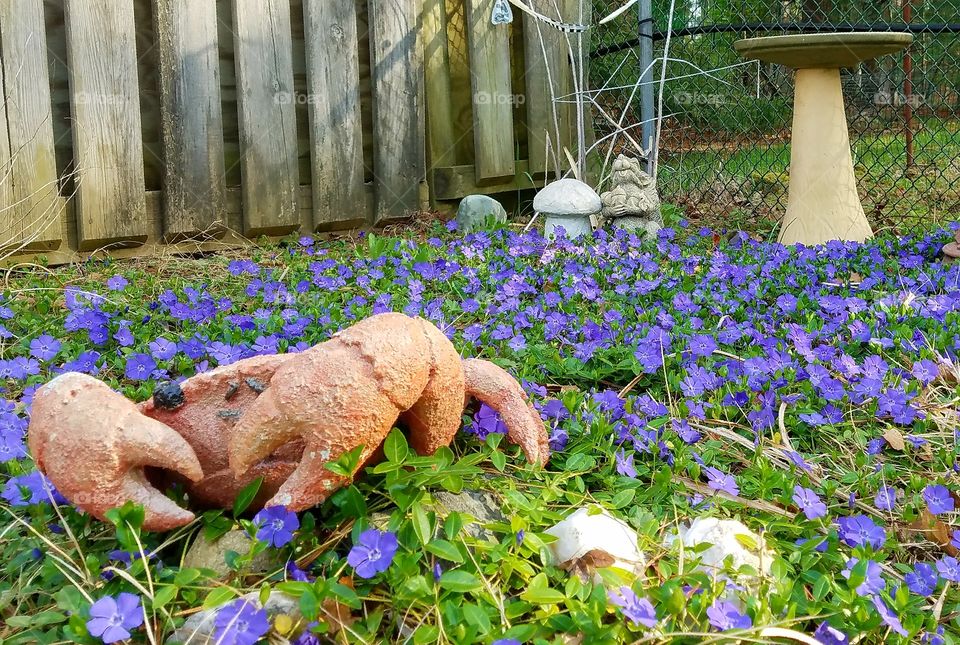 Purple ground cover with garden crab.