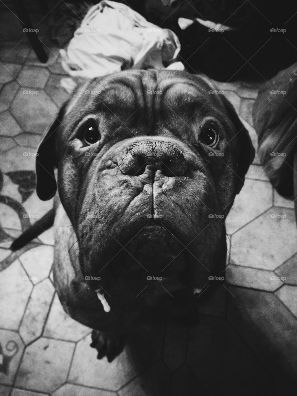 Dog looking at camera