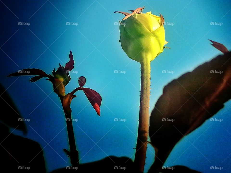 bud humbling to be flower