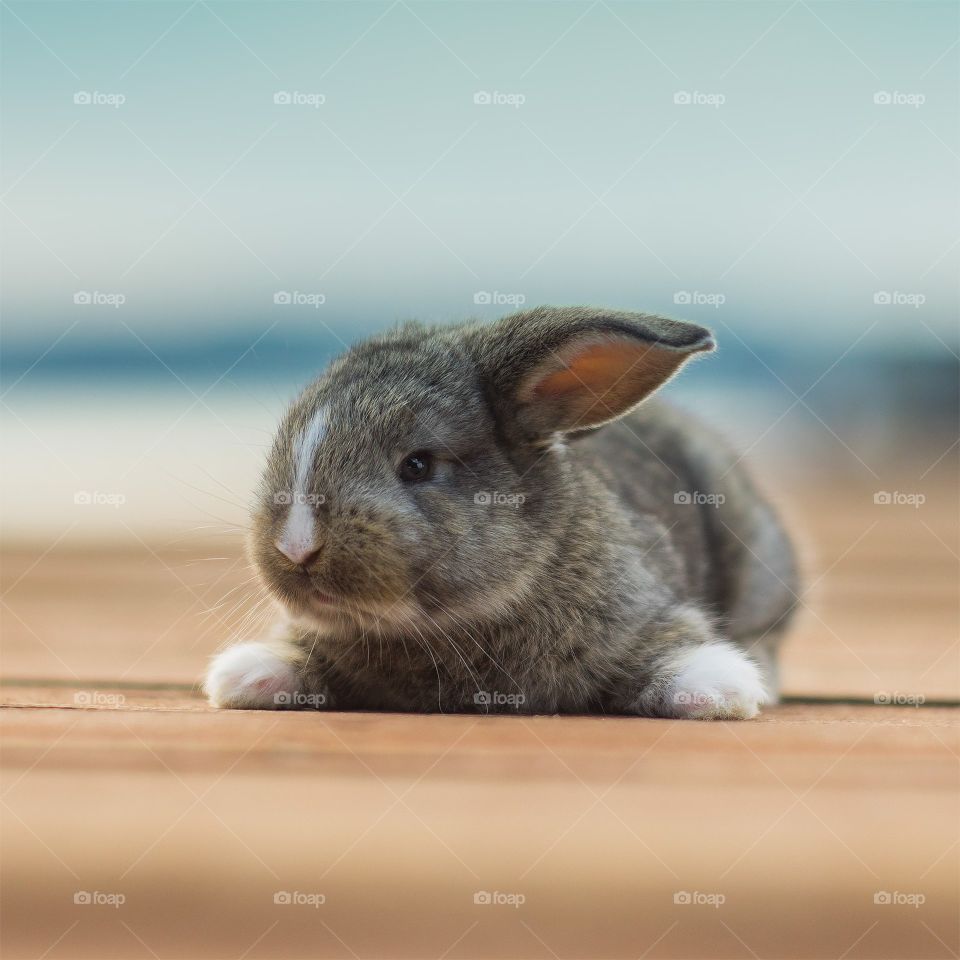 rabbit