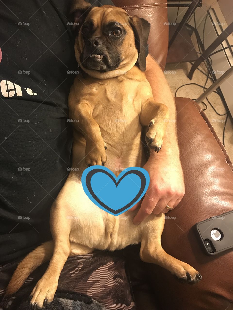 Puggle laying on his back