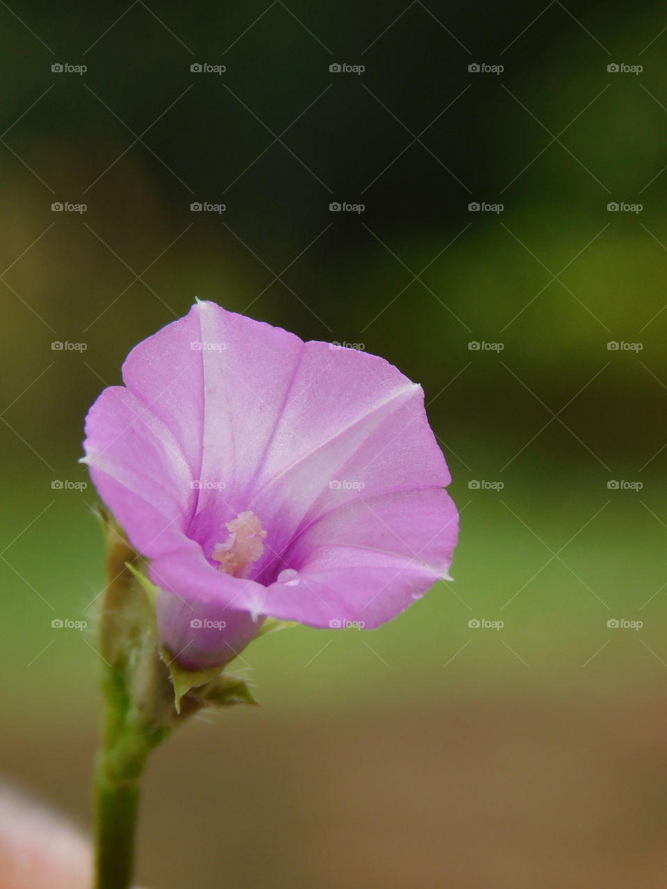 Purple flower - It it purple coloured flower of wild grass having beautiful green blurred background. It is also known as ipomoea triloba looking very attractive with small single waterdrop on it.