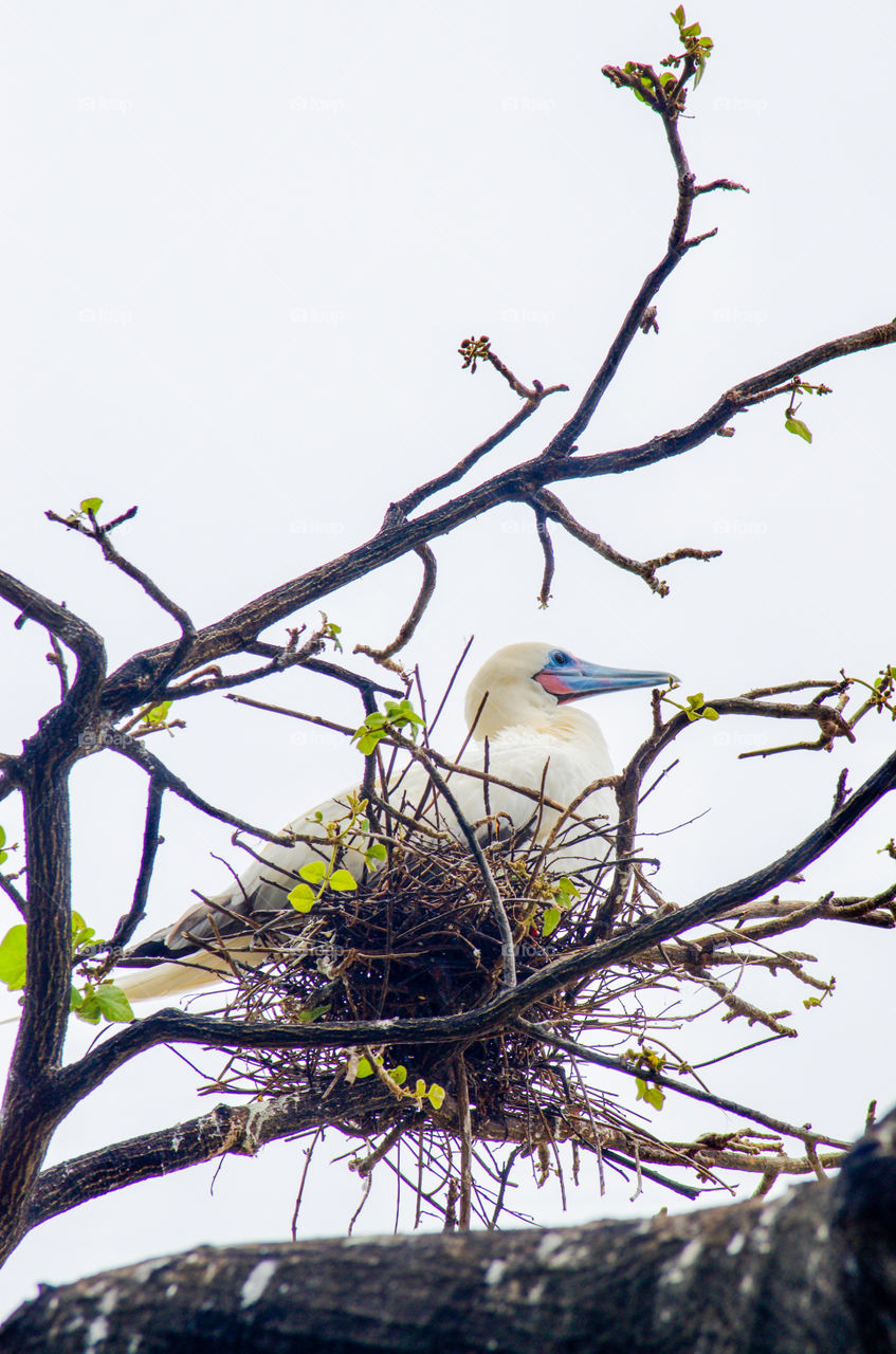 White bird with blue beak in the nest . Fernando de Noronha island, Brazil 